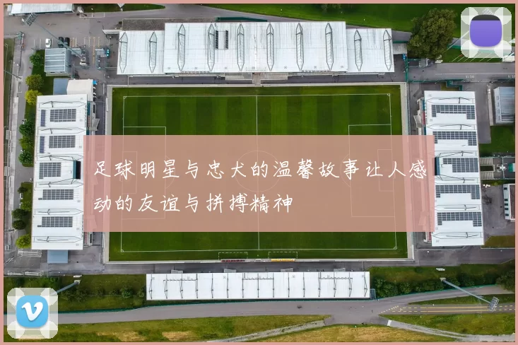 足球明星与忠犬的温馨故事让人感动的友谊与拼搏精神