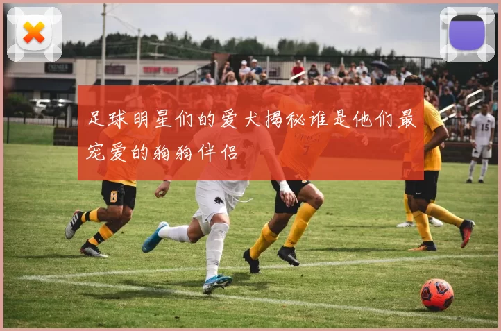 足球明星们的爱犬揭秘谁是他们最宠爱的狗狗伴侣